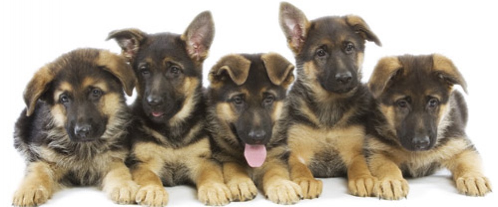 German Shepherd Puppies Banner